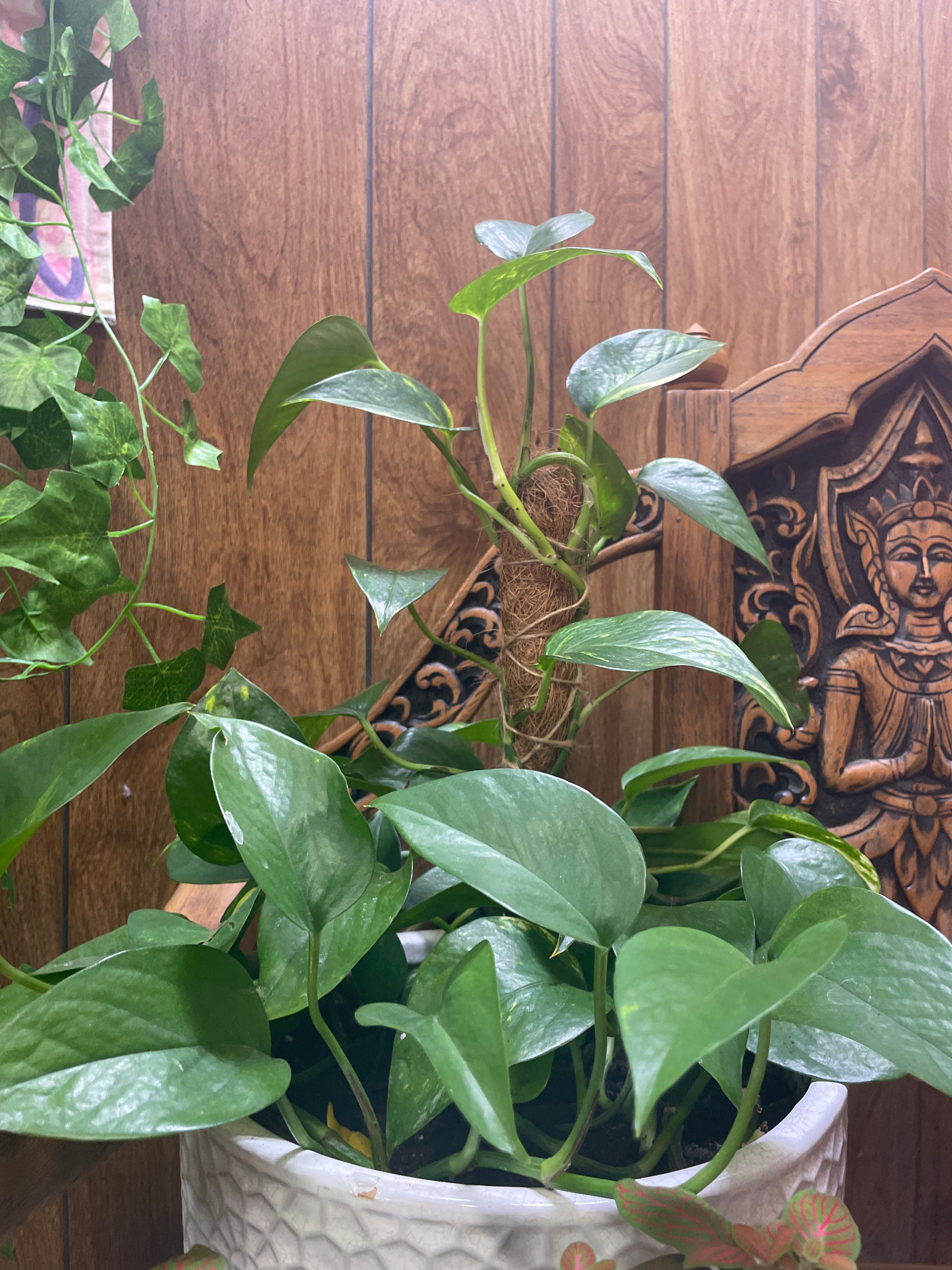 Large golden climbing Pothos