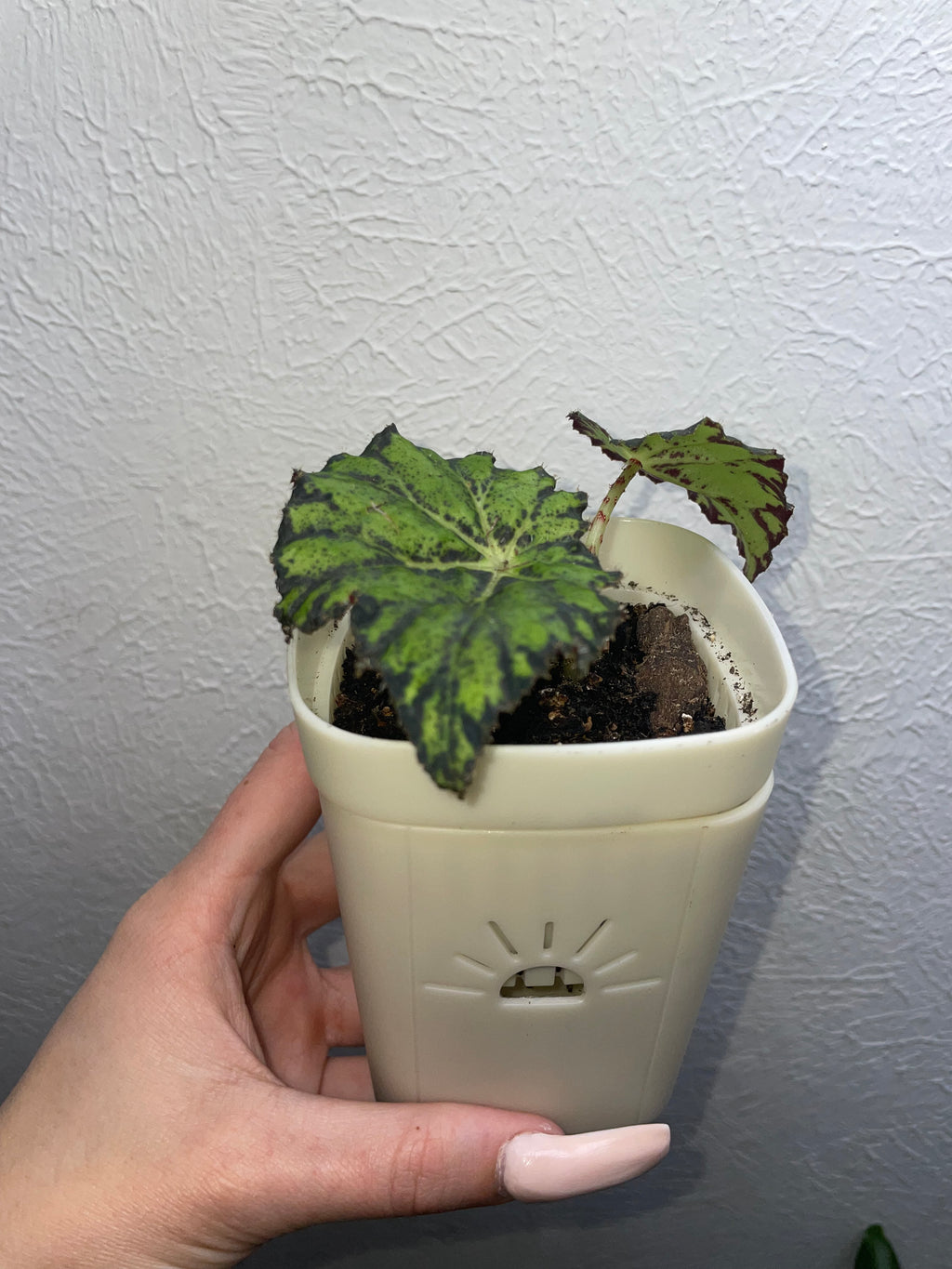 Rex Begonia
