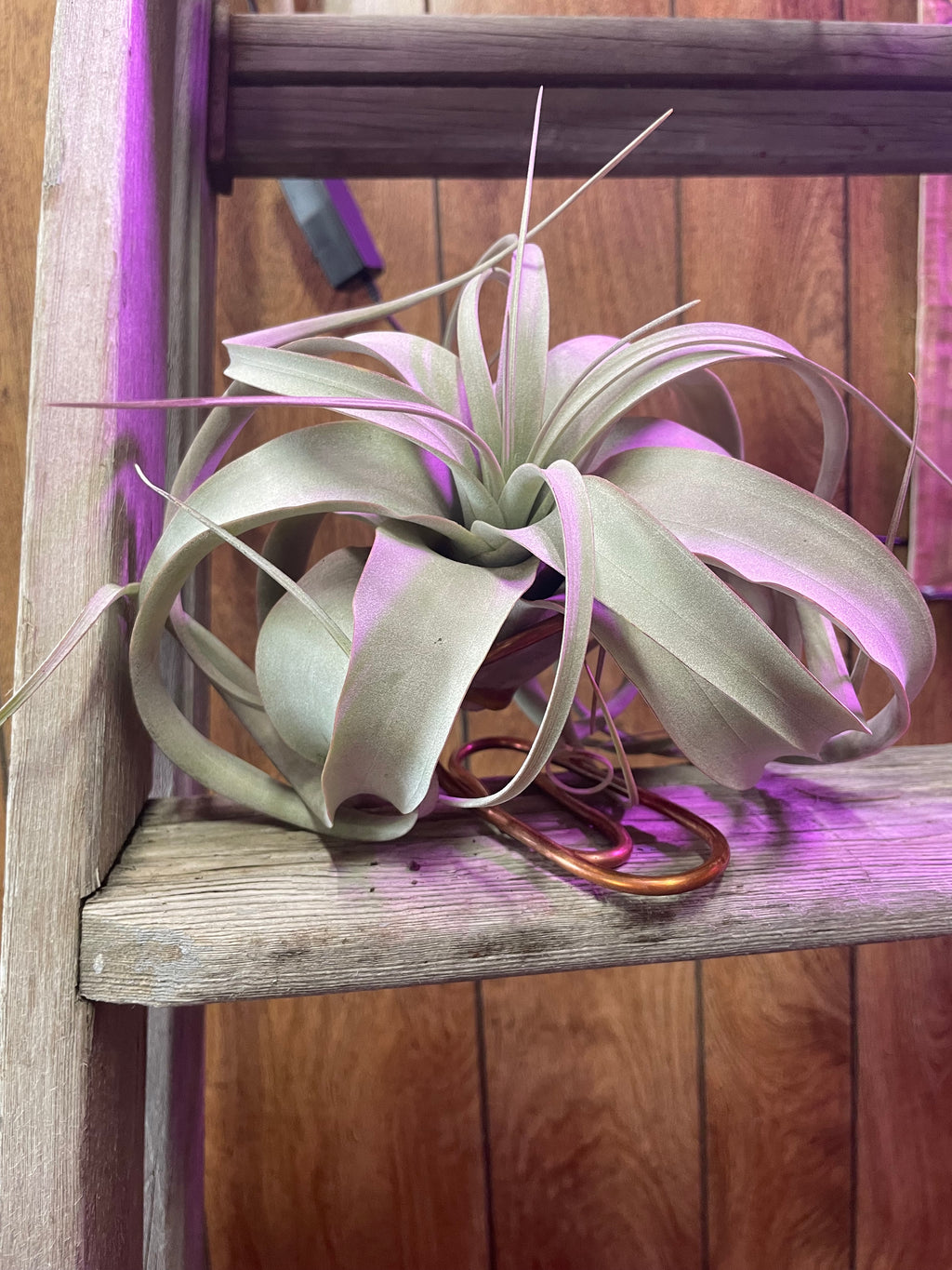 Airplant and Stand