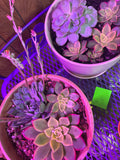 Succulents w pot