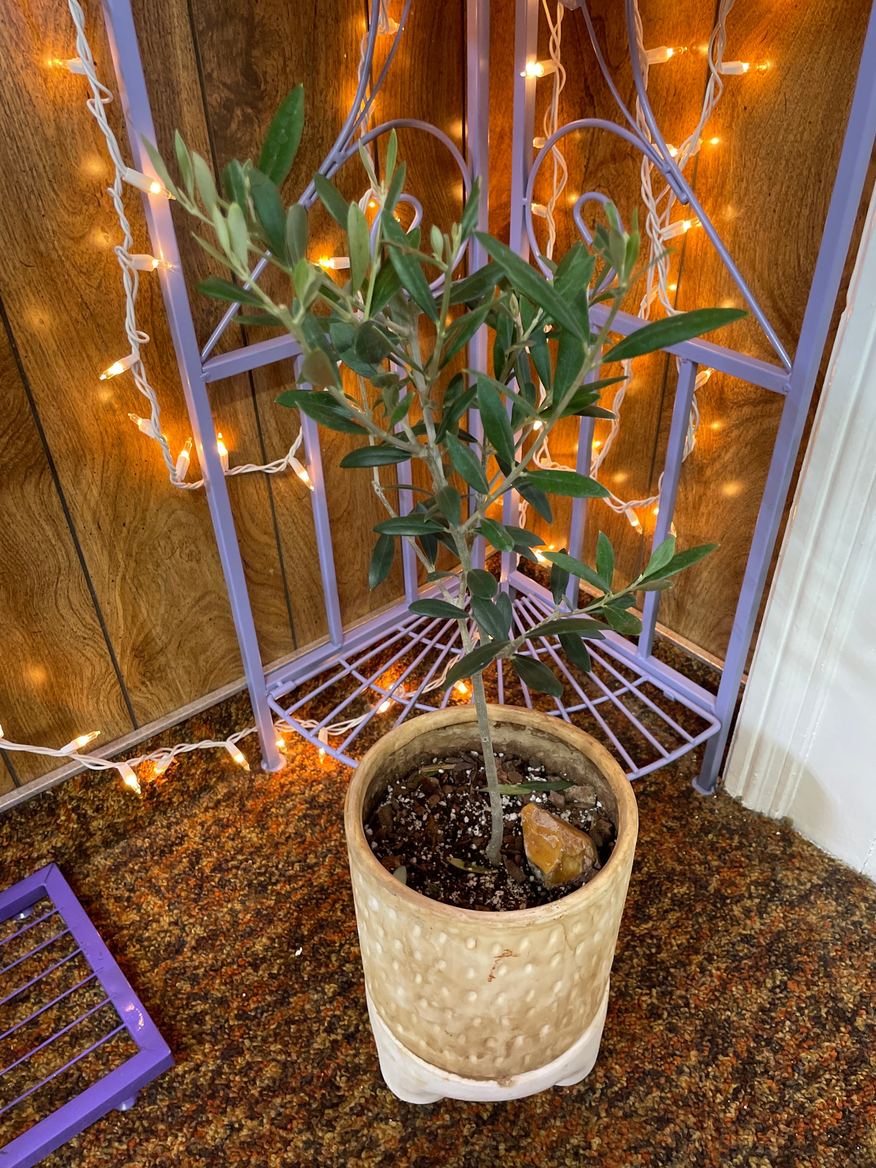 Olive Tree with Two Piece Pot