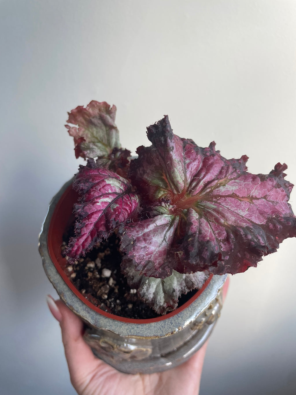 Begonia with handmade Pot