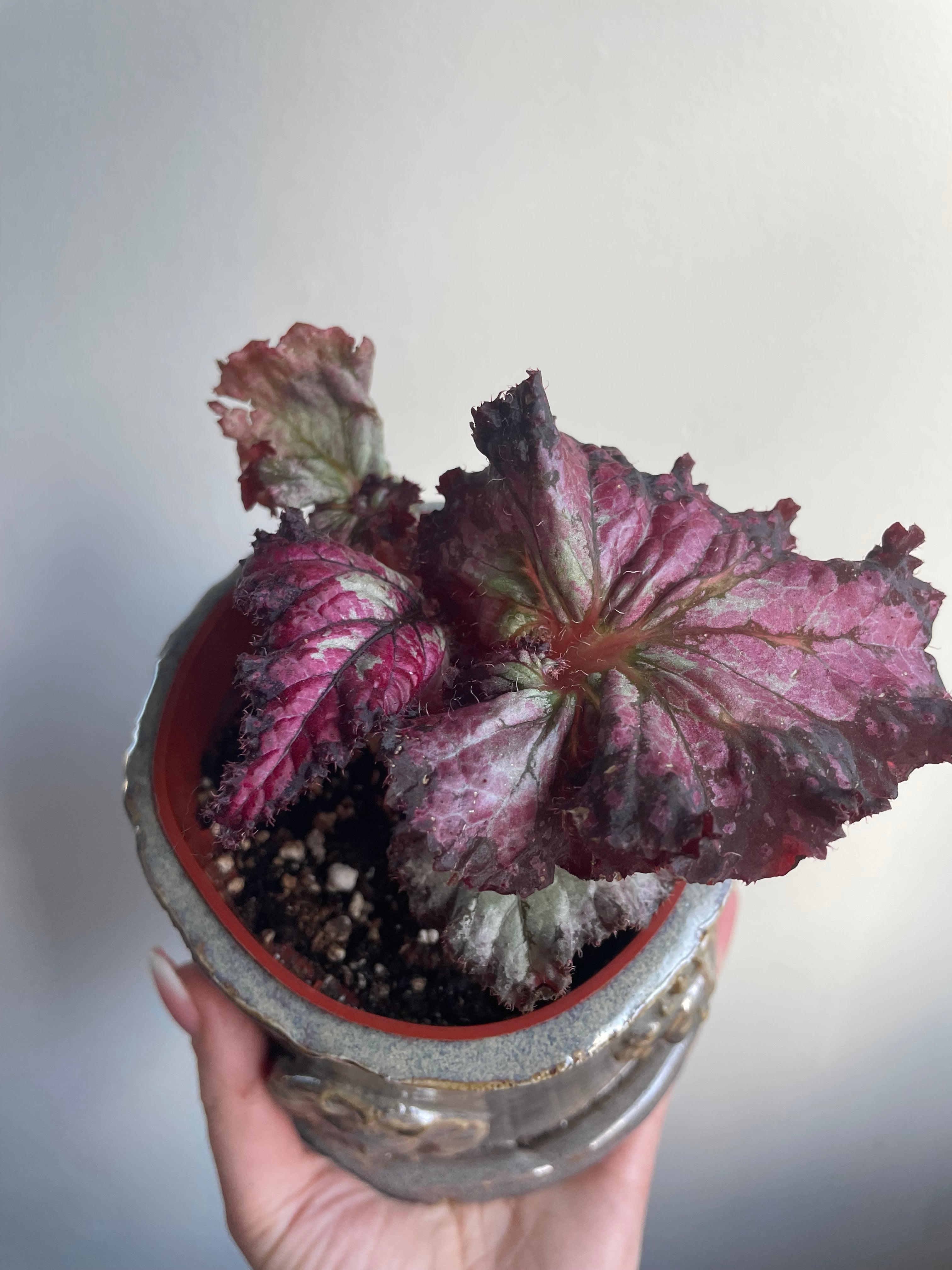 Begonia with handmade Pot