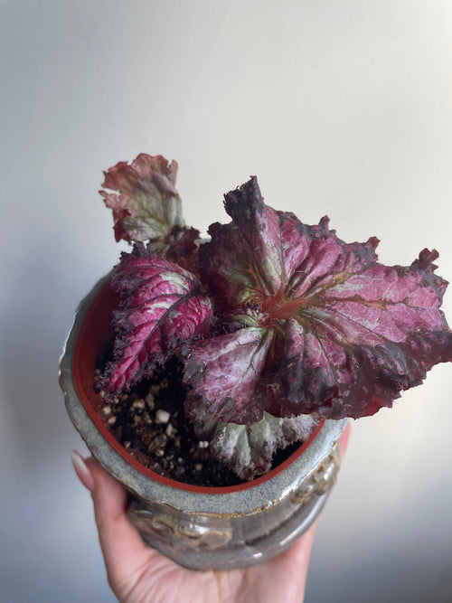 Begonia with handmade Pot
