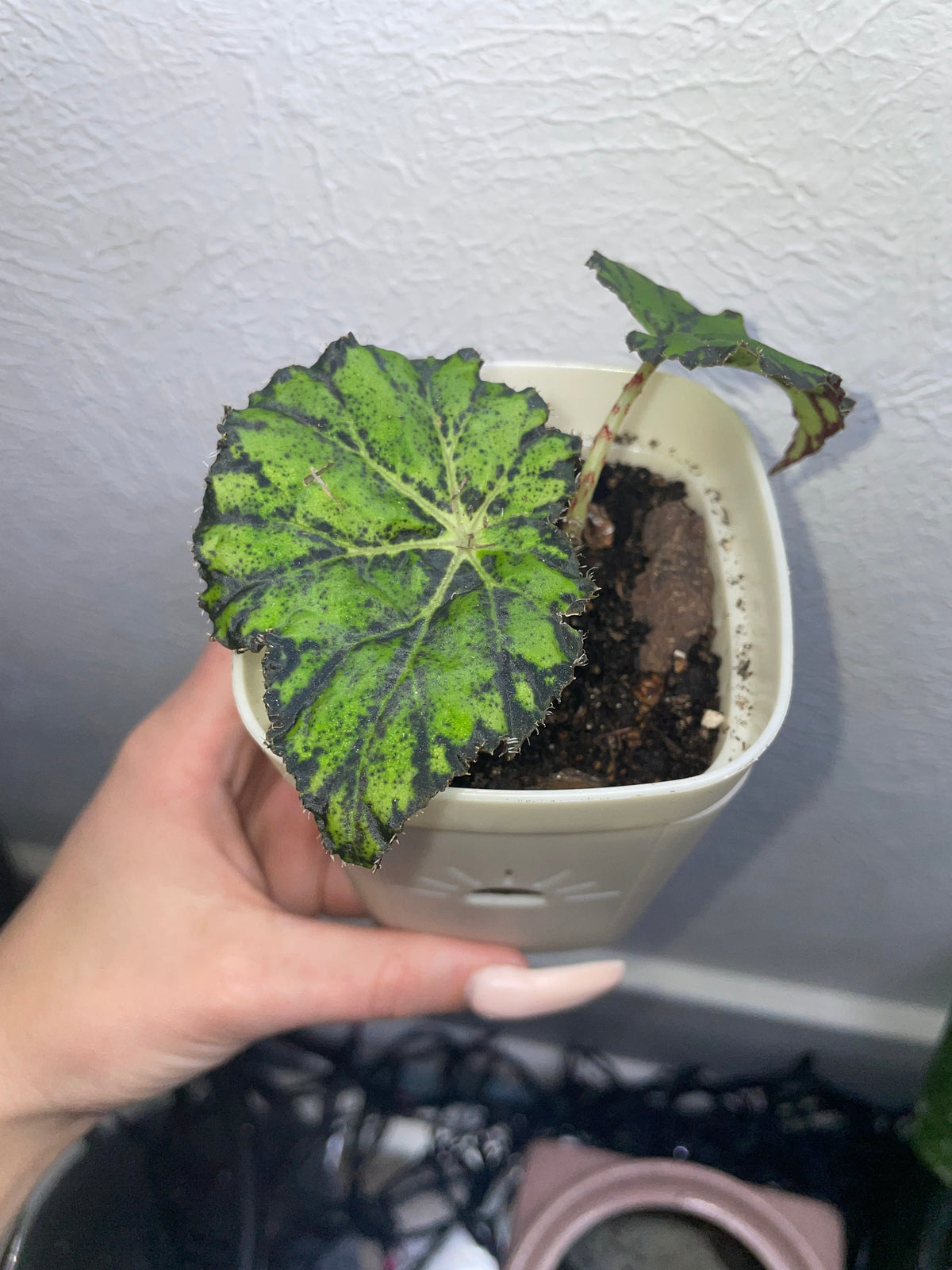 Rex Begonia