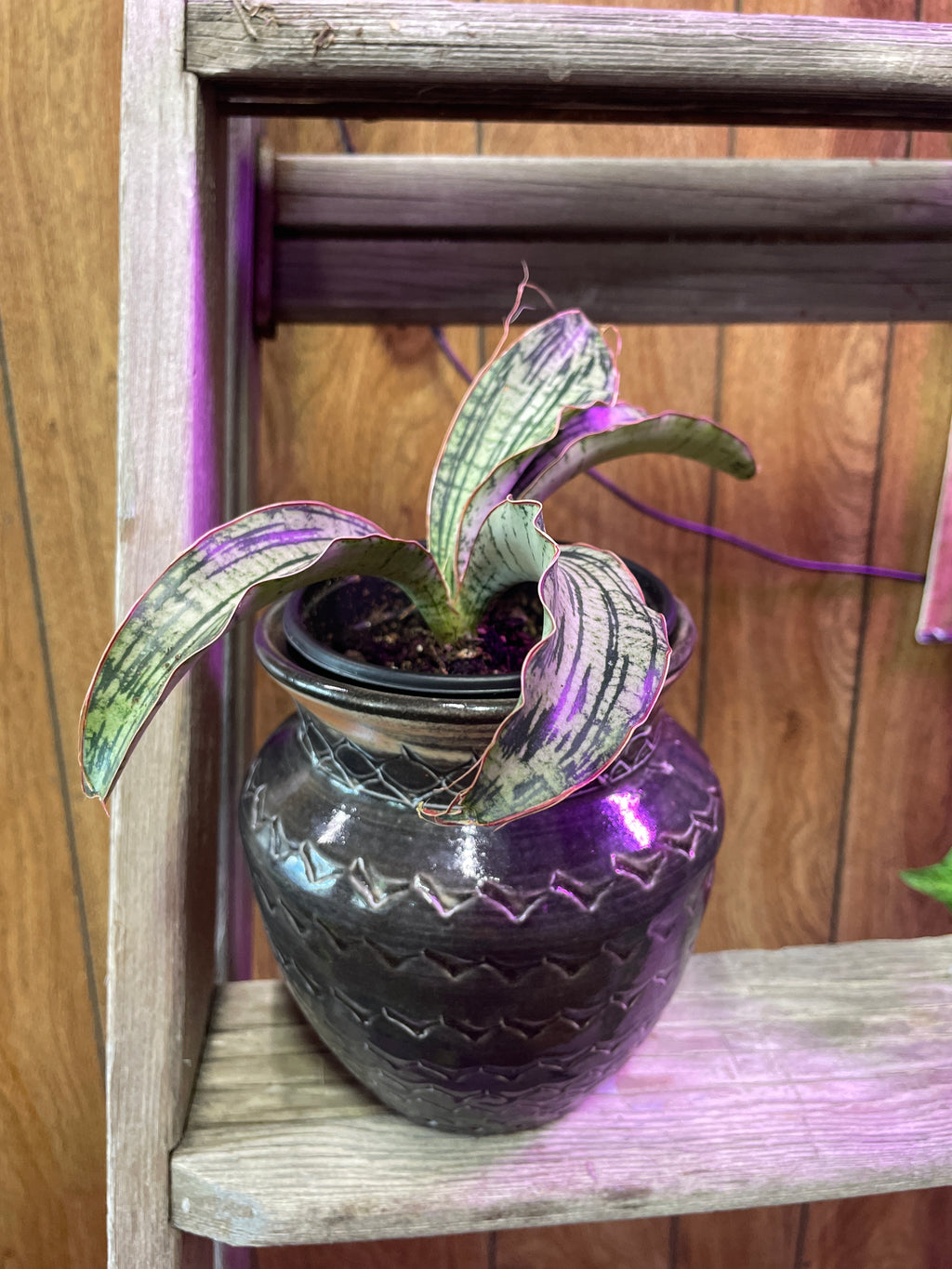 Cleopatra Snake Plant w pot