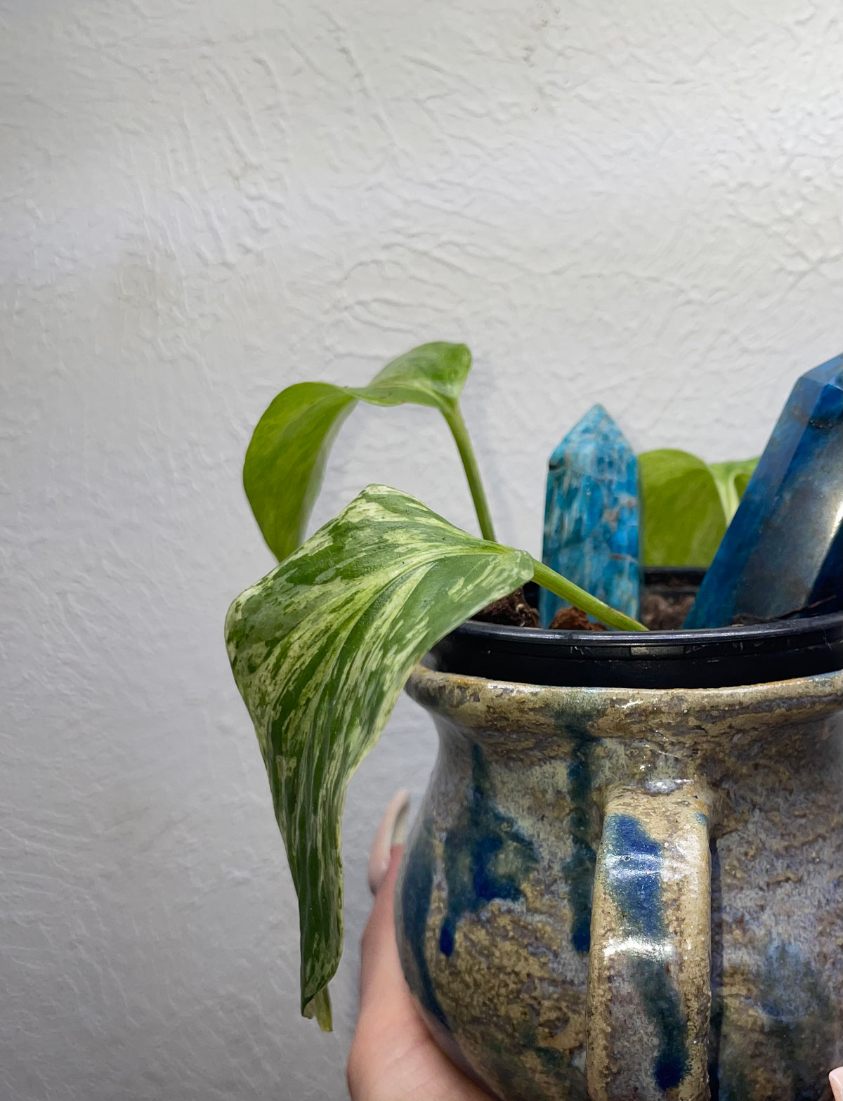 Marble Pothos
