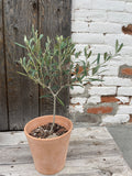 Olive Tree