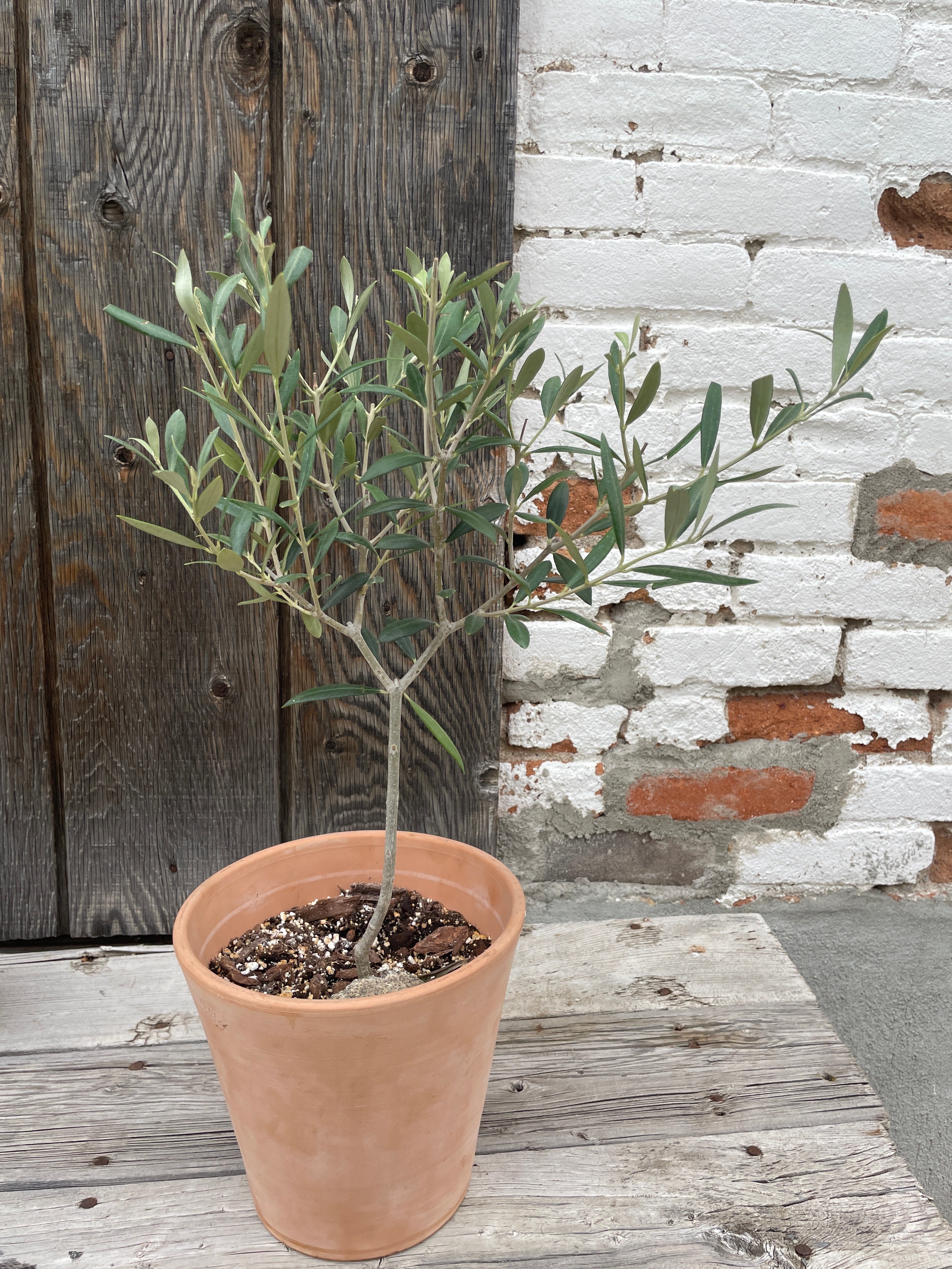 Olive Tree