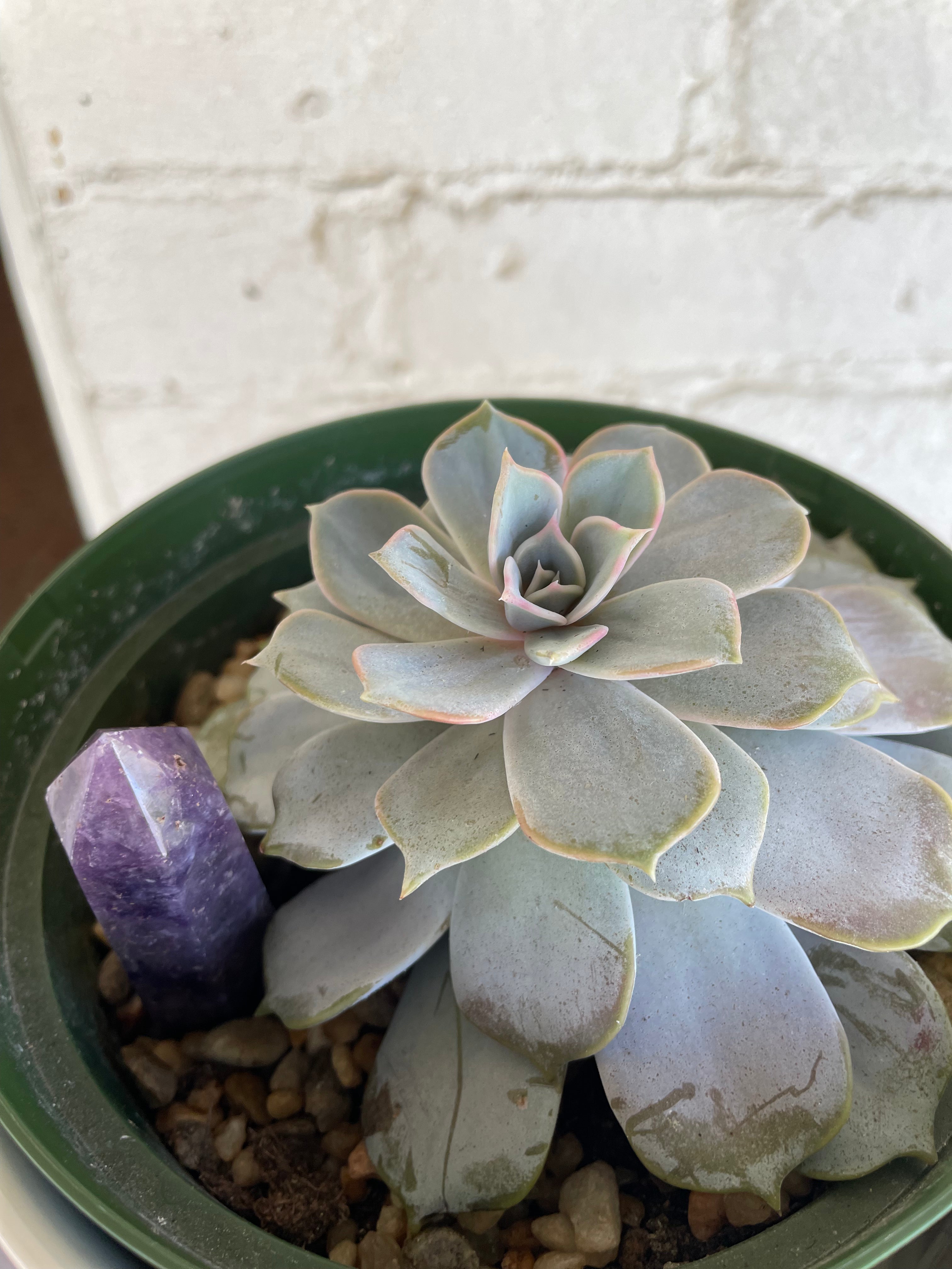 Amethyst Succulent