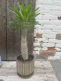 Madagascar Palm