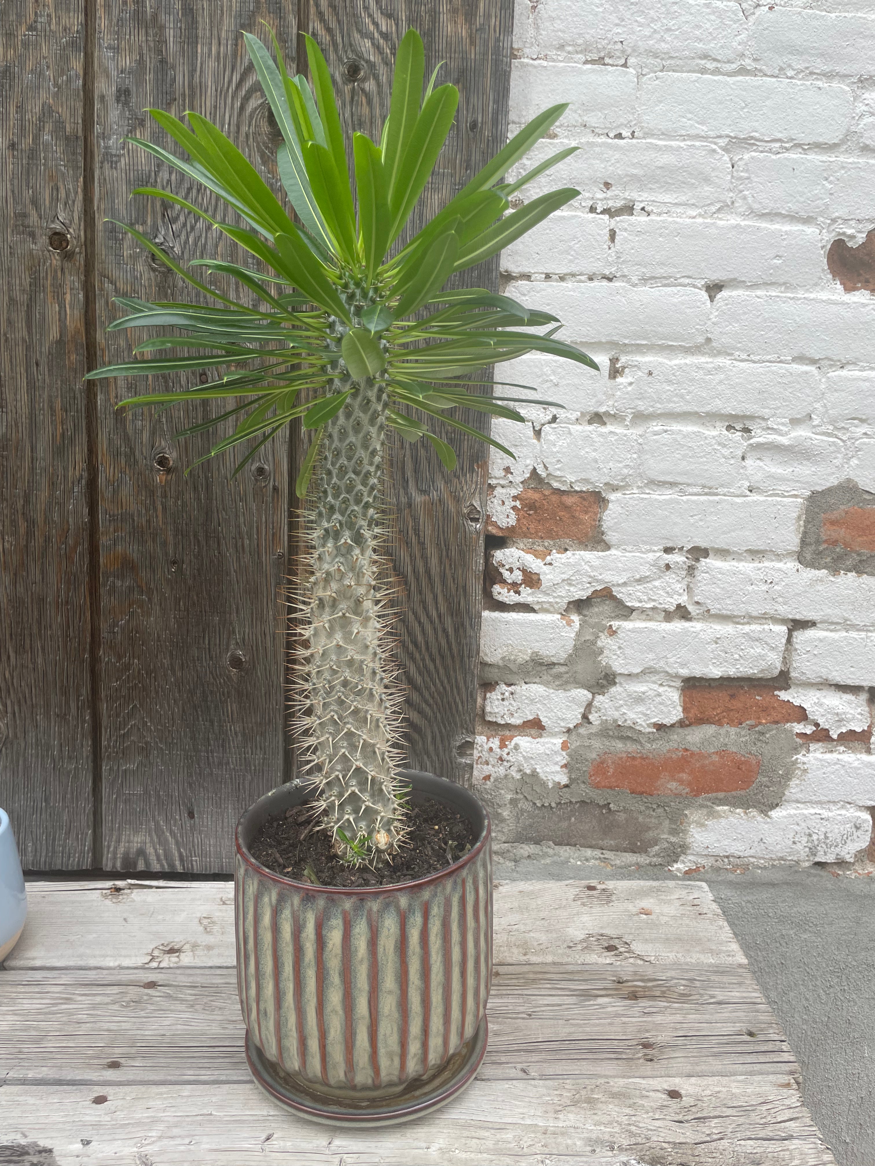 Madagascar Palm