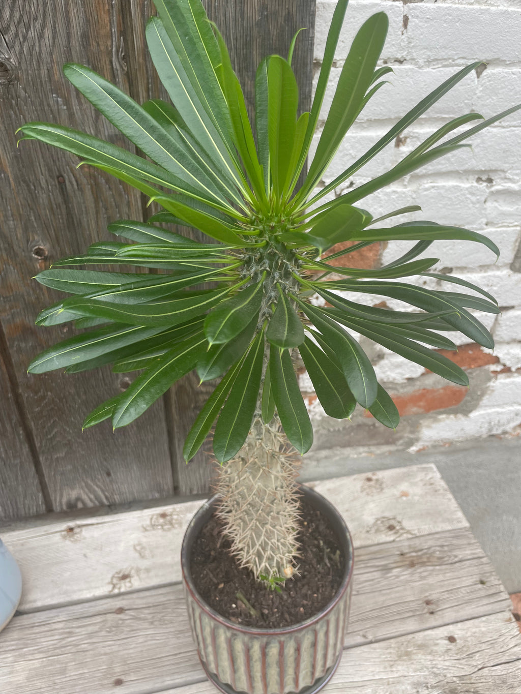 Madagascar Palm
