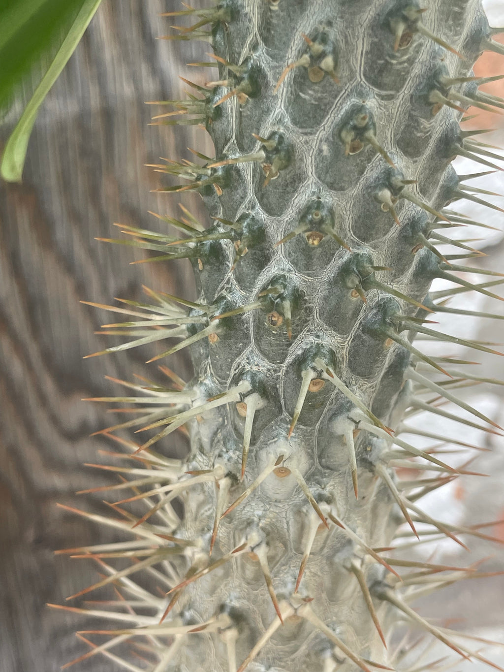 Madagascar Palm