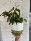 Green Painted pot with polka dot begonia