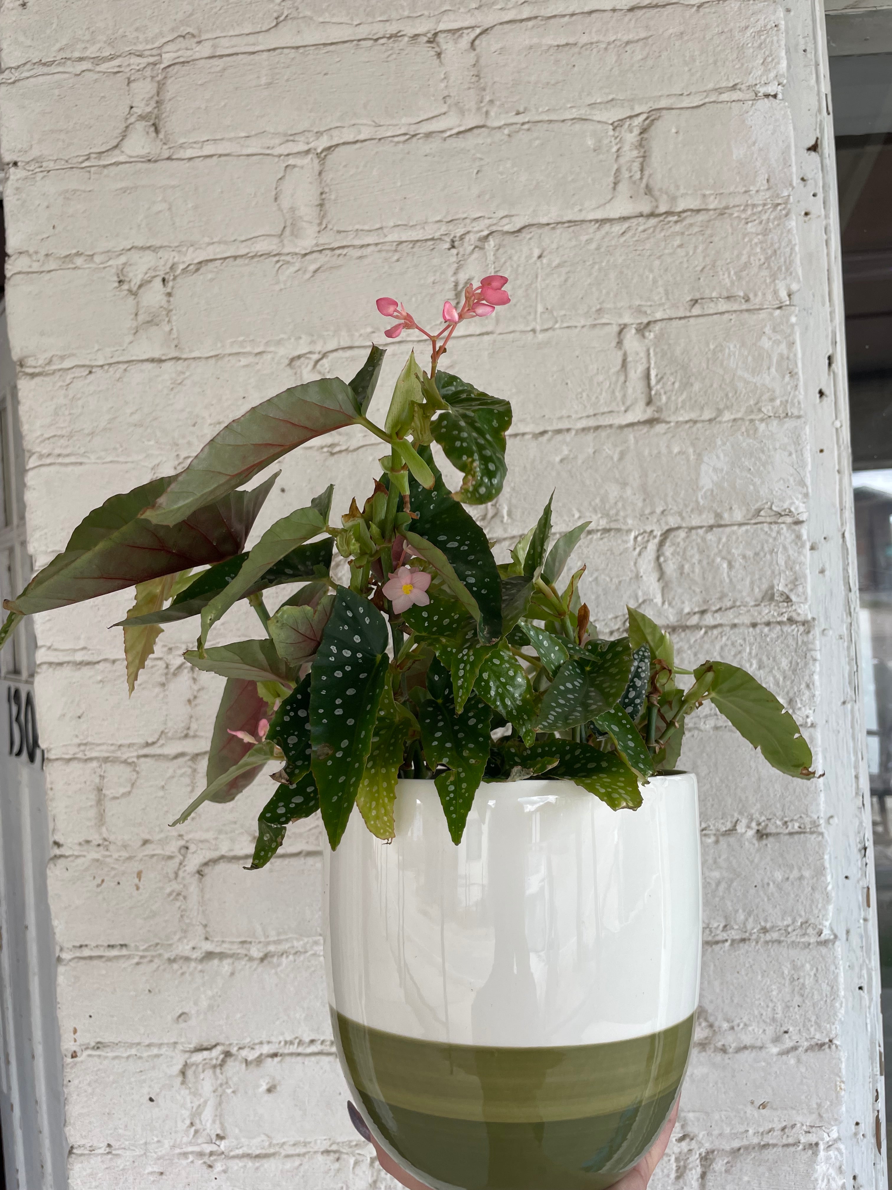 Green Painted pot with polka dot begonia