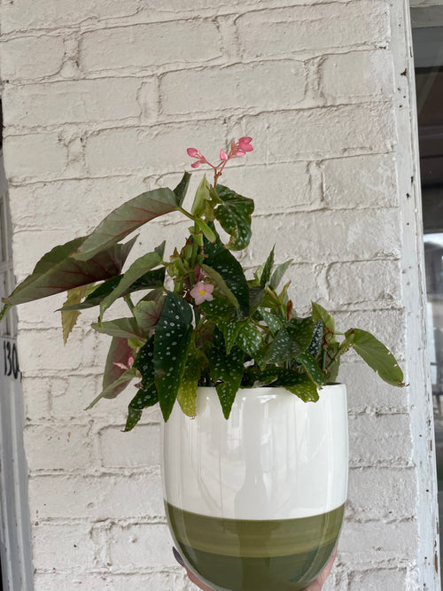 Green Painted pot with polka dot begonia