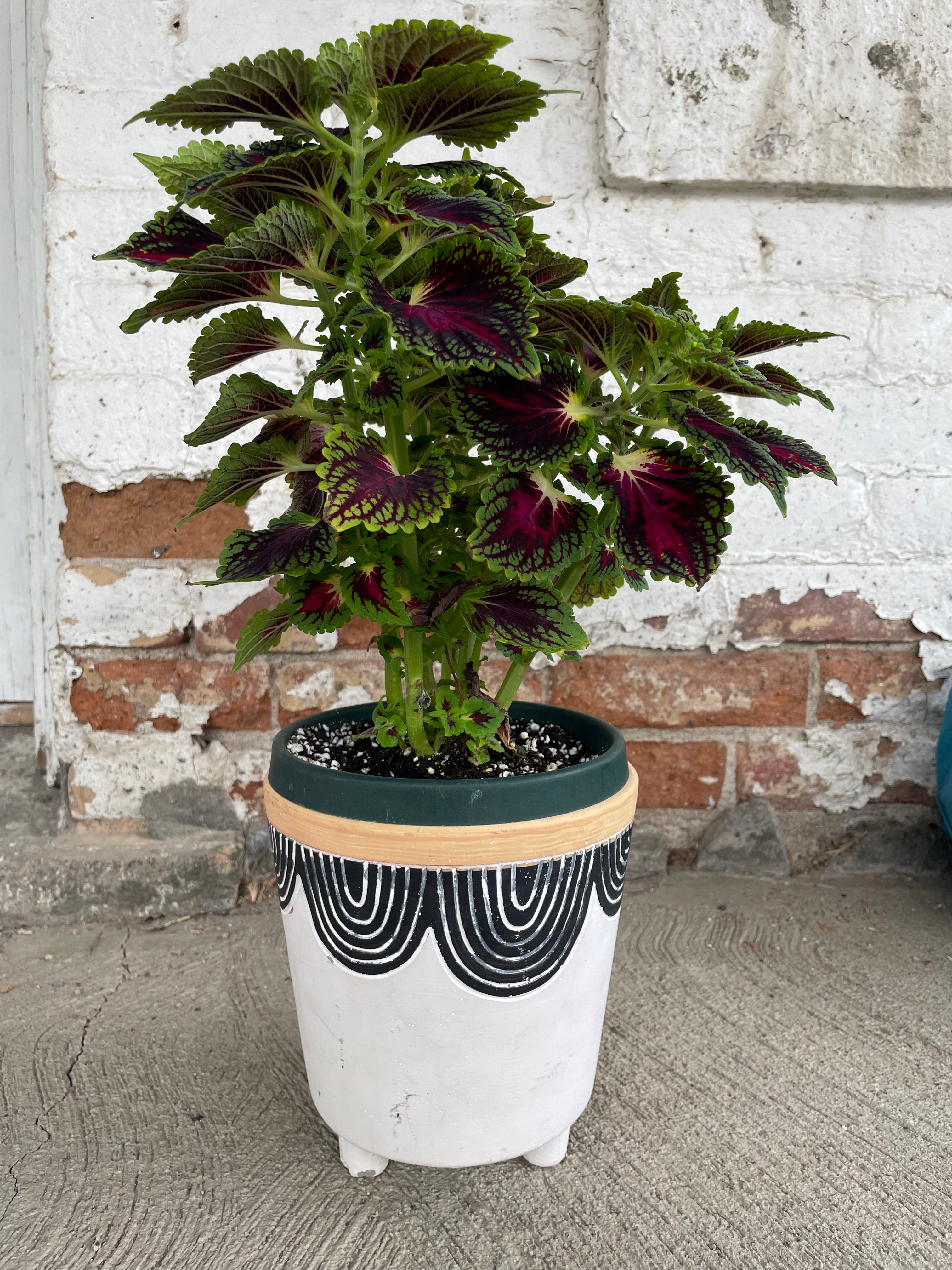 Pot with coleus