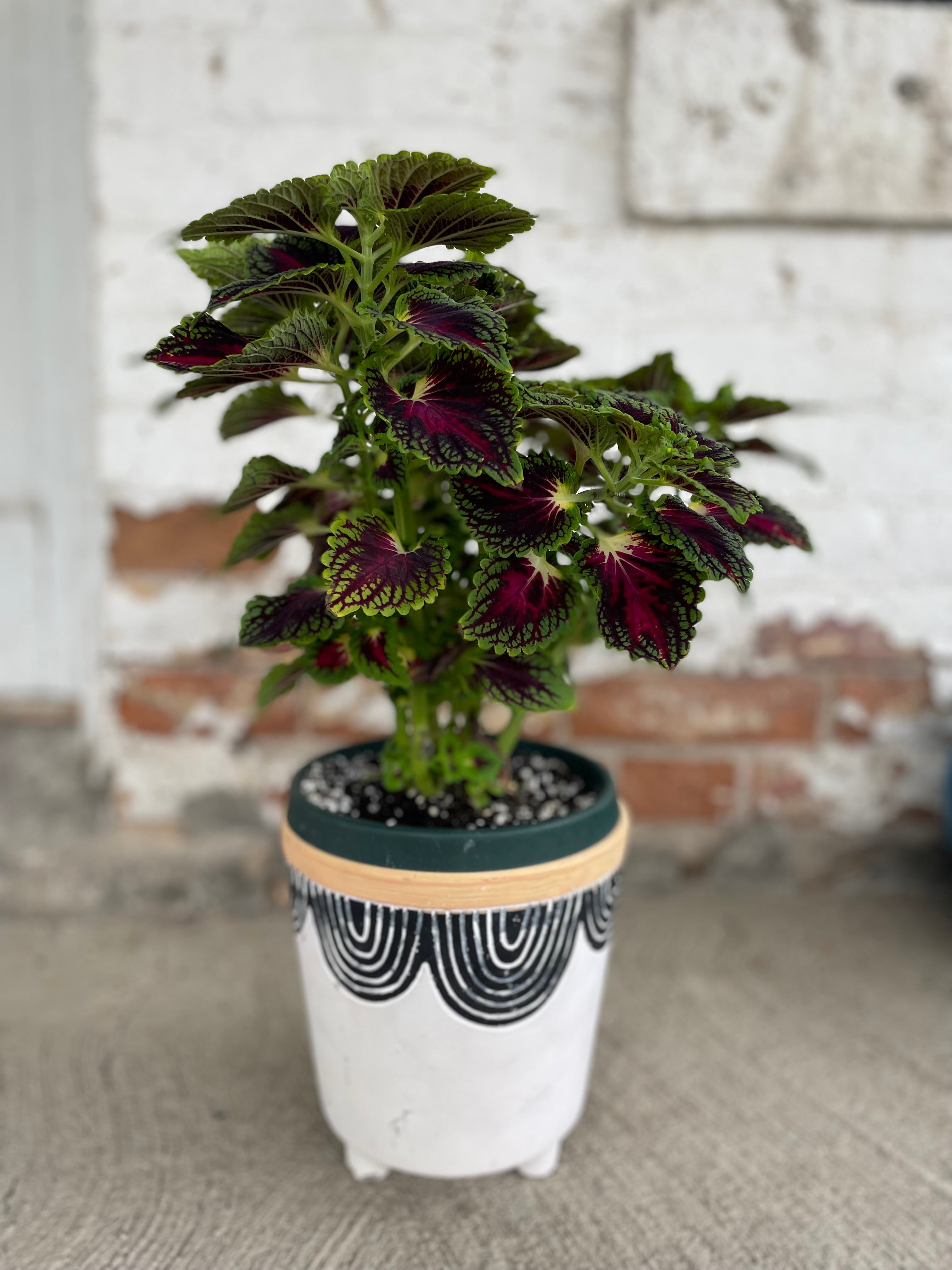 Pot with coleus