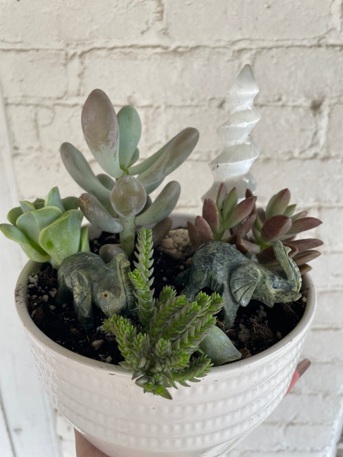 Bowl with stones and succulents