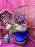 Large Pot with mix of plants