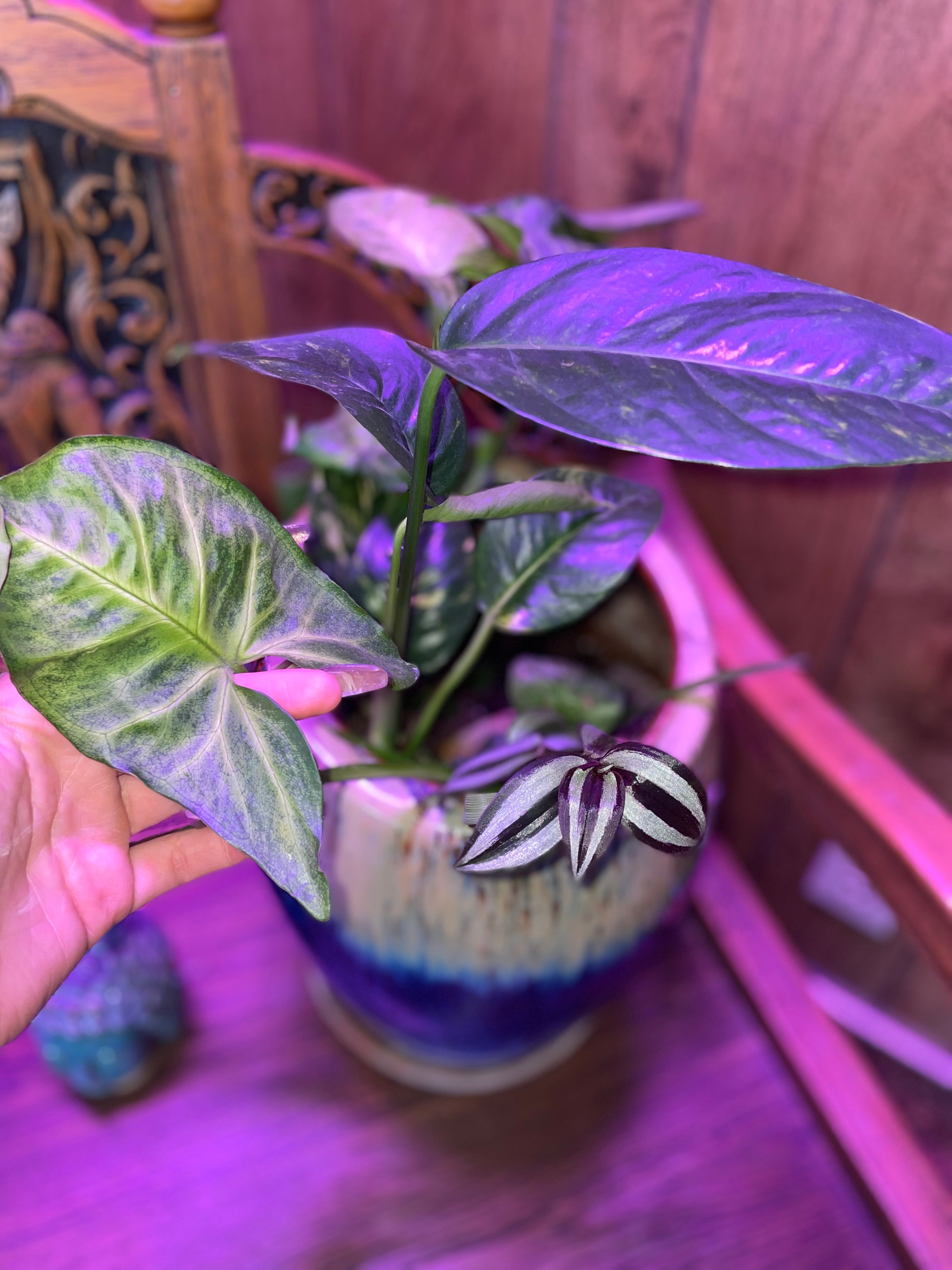Large Pot with mix of plants
