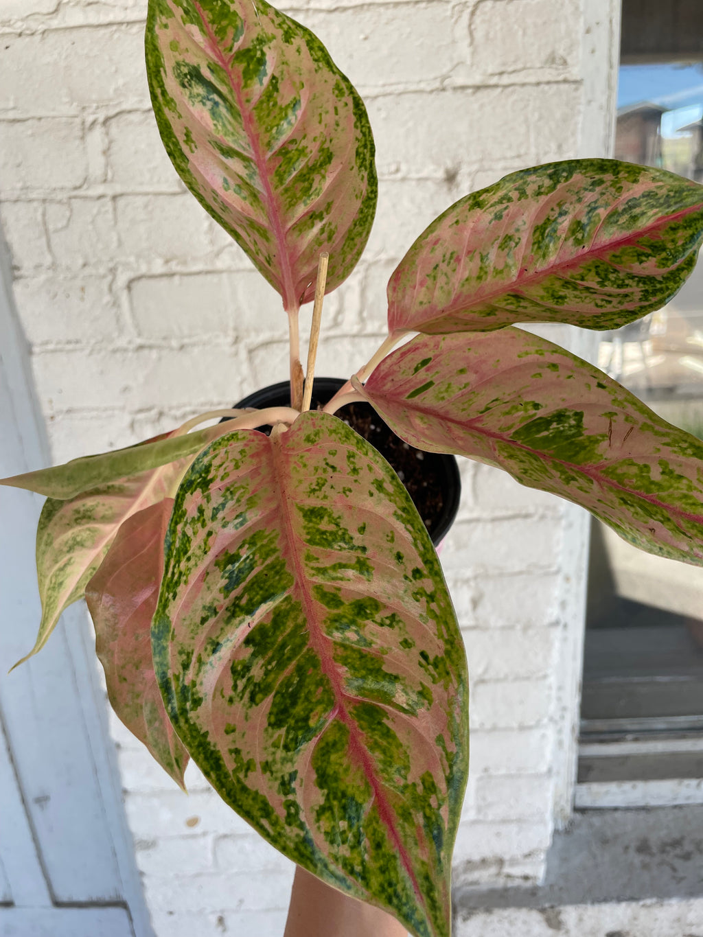 Pink pot with Aglaonema Prakaiphet