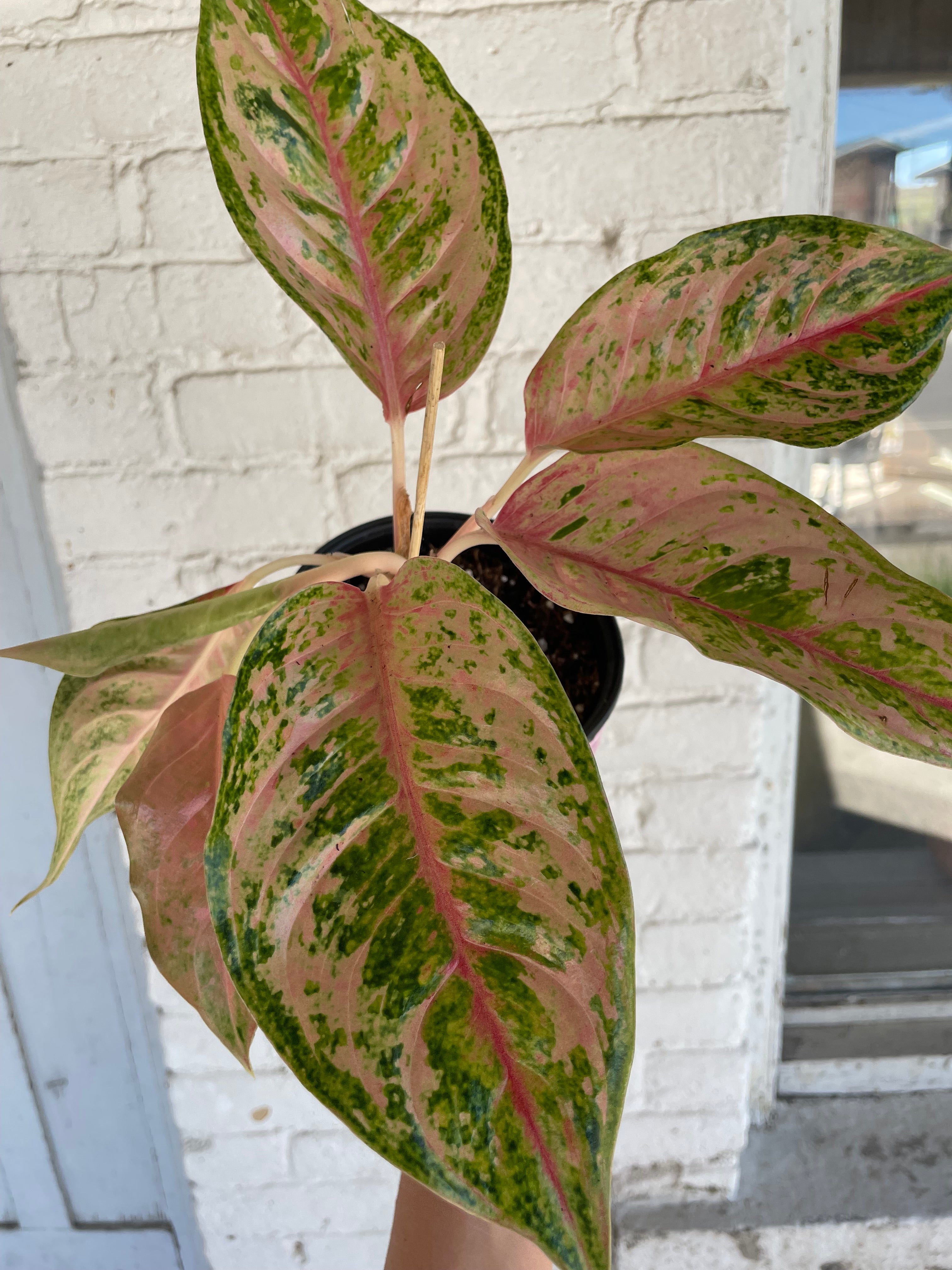 Pink pot with Aglaonema Prakaiphet