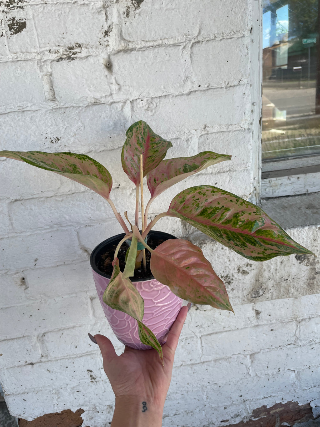 Pink pot with Aglaonema Prakaiphet
