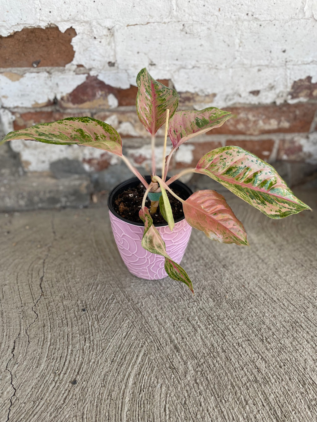 Pink pot with Aglaonema Prakaiphet