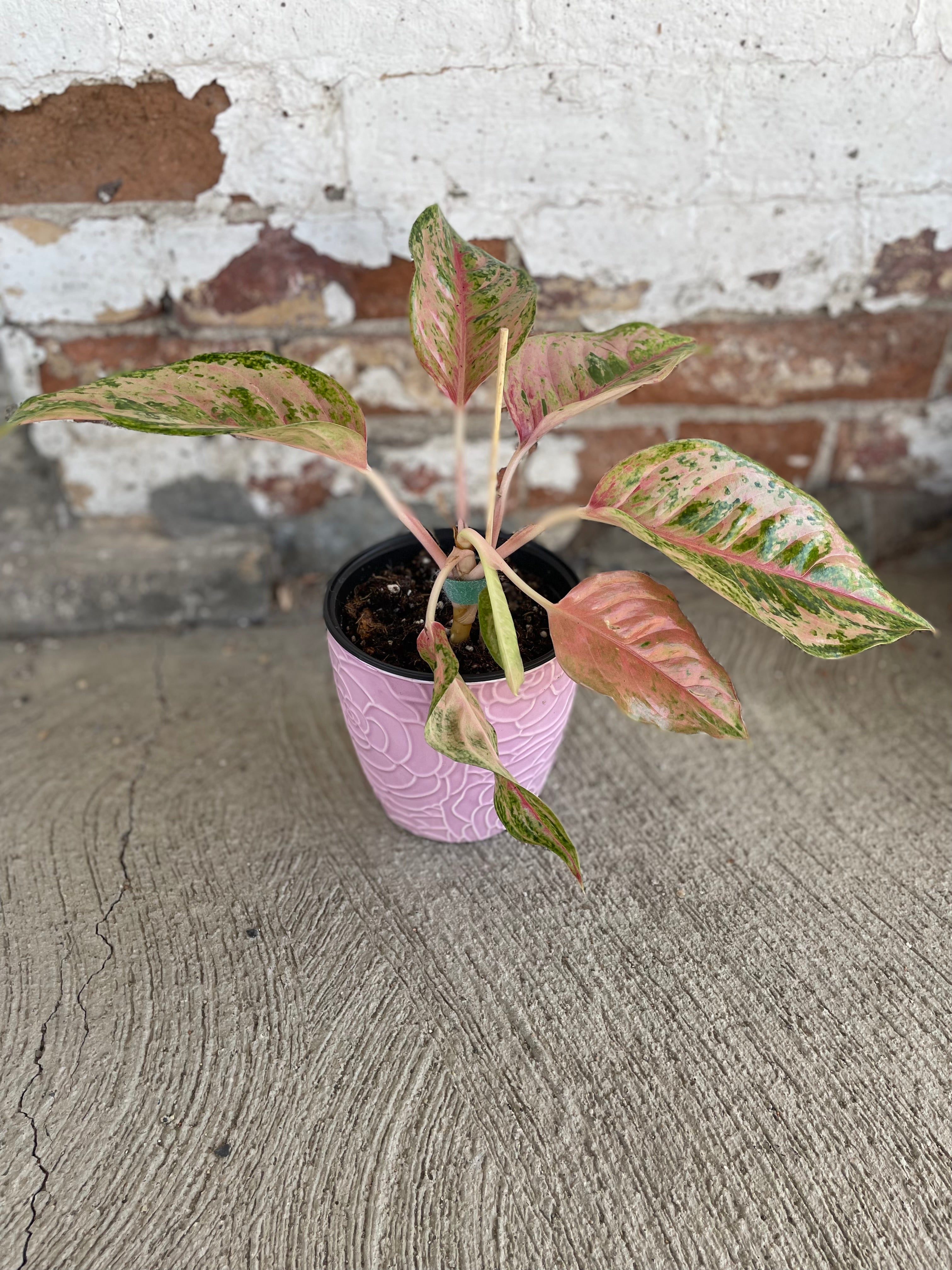 Pink pot with Aglaonema Prakaiphet