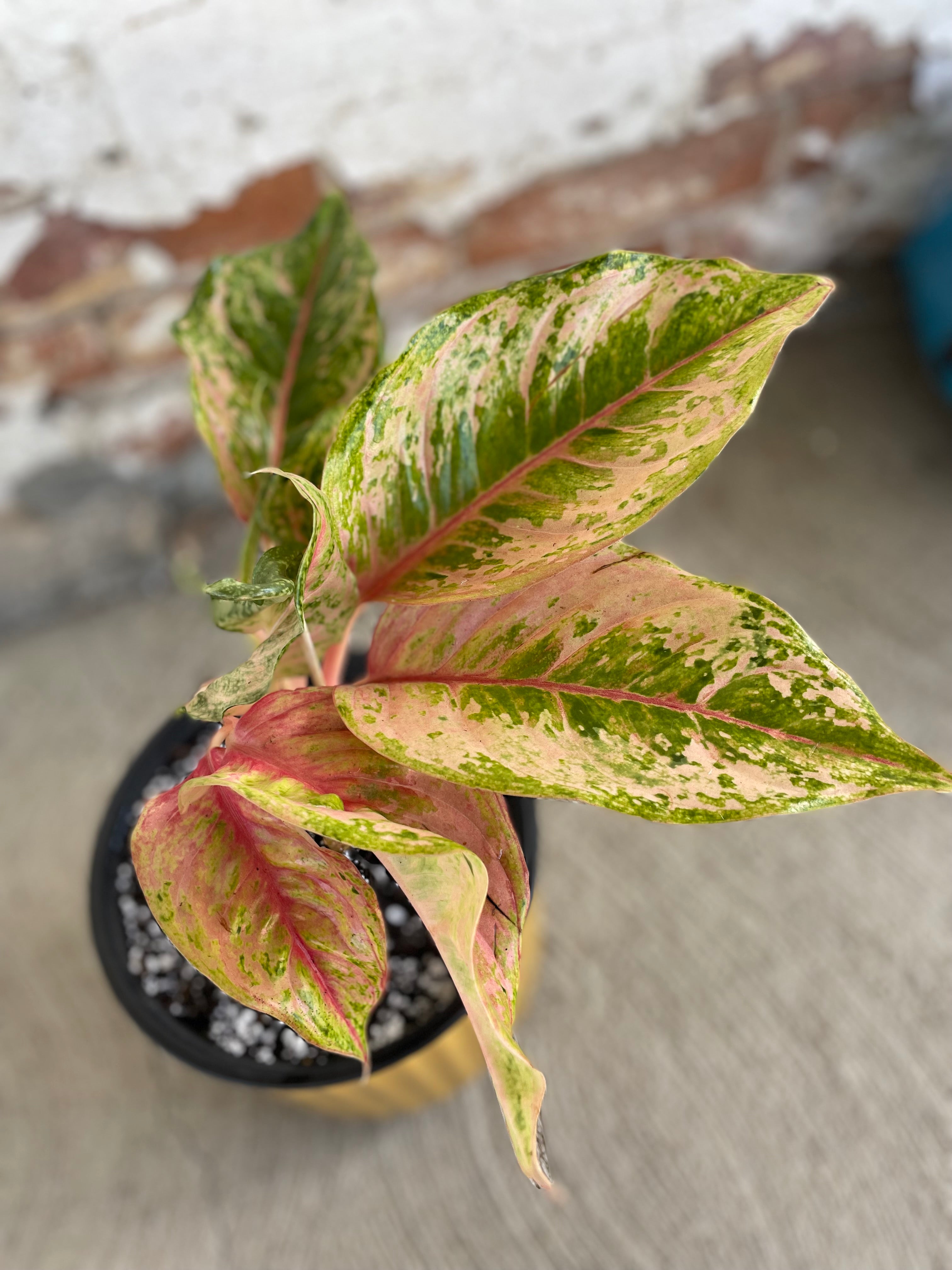 Yellow pot with Aglaonema Prakaiphet