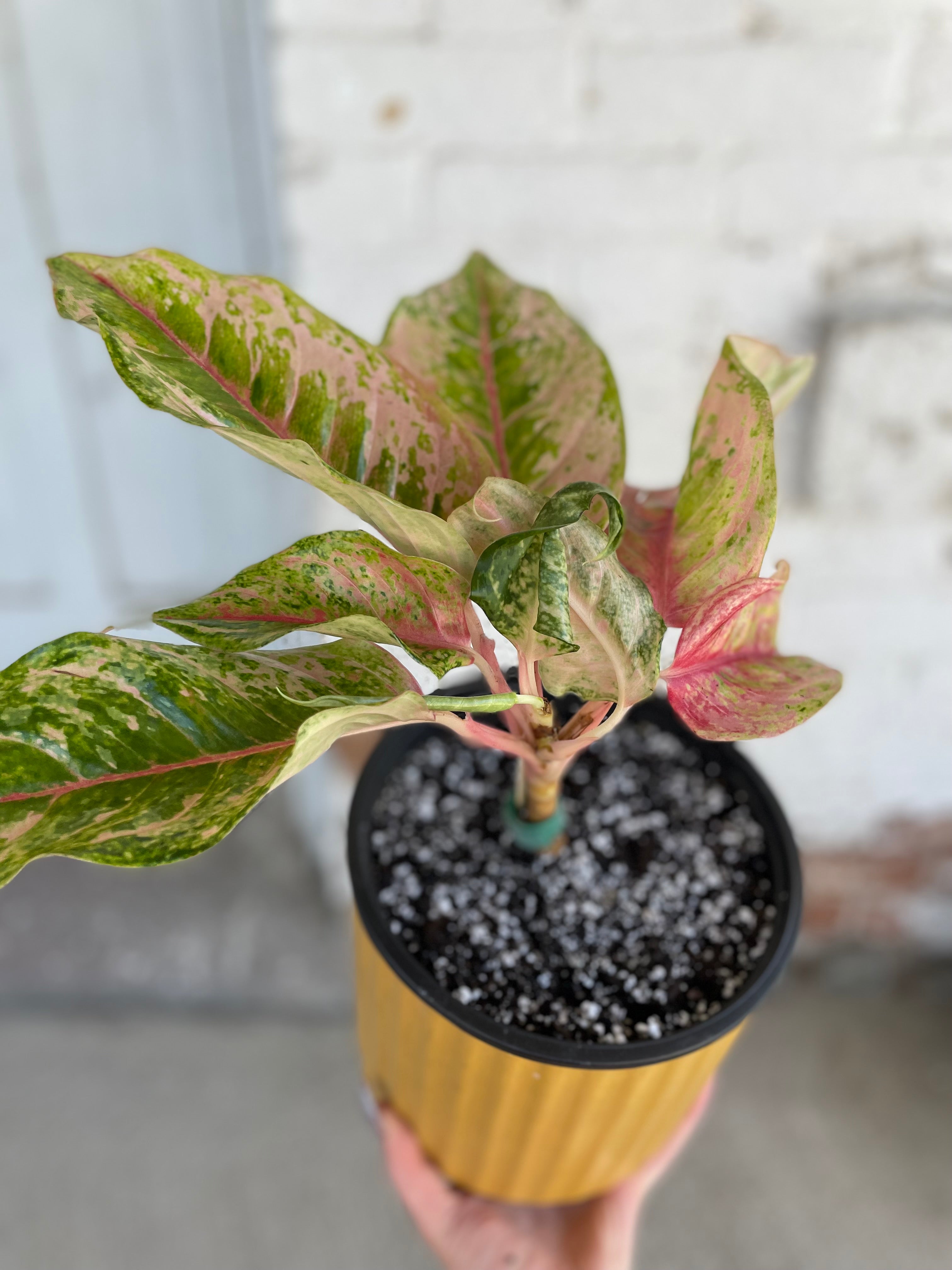 Yellow pot with Aglaonema Prakaiphet