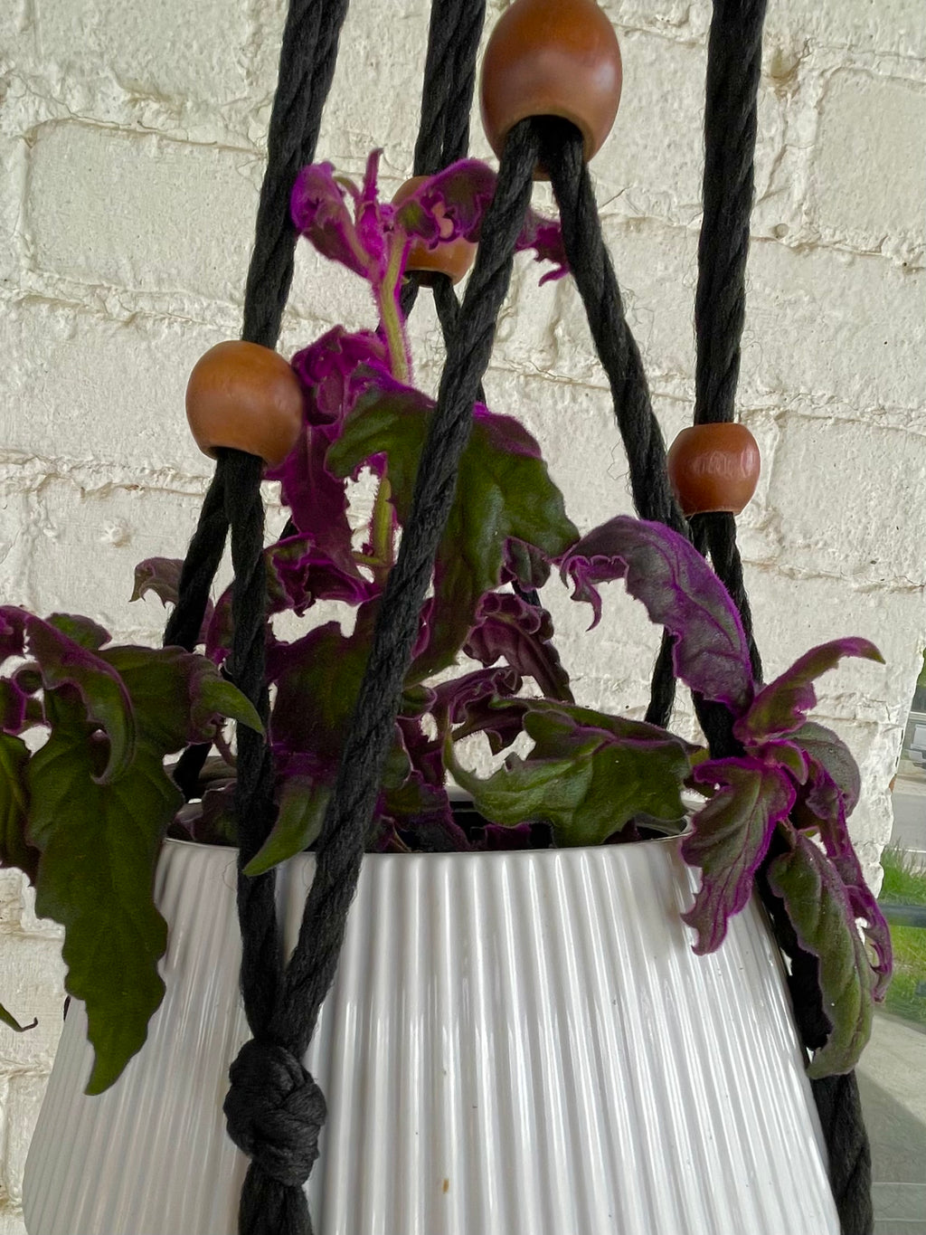 Large hanging white pot with large Purple Passion