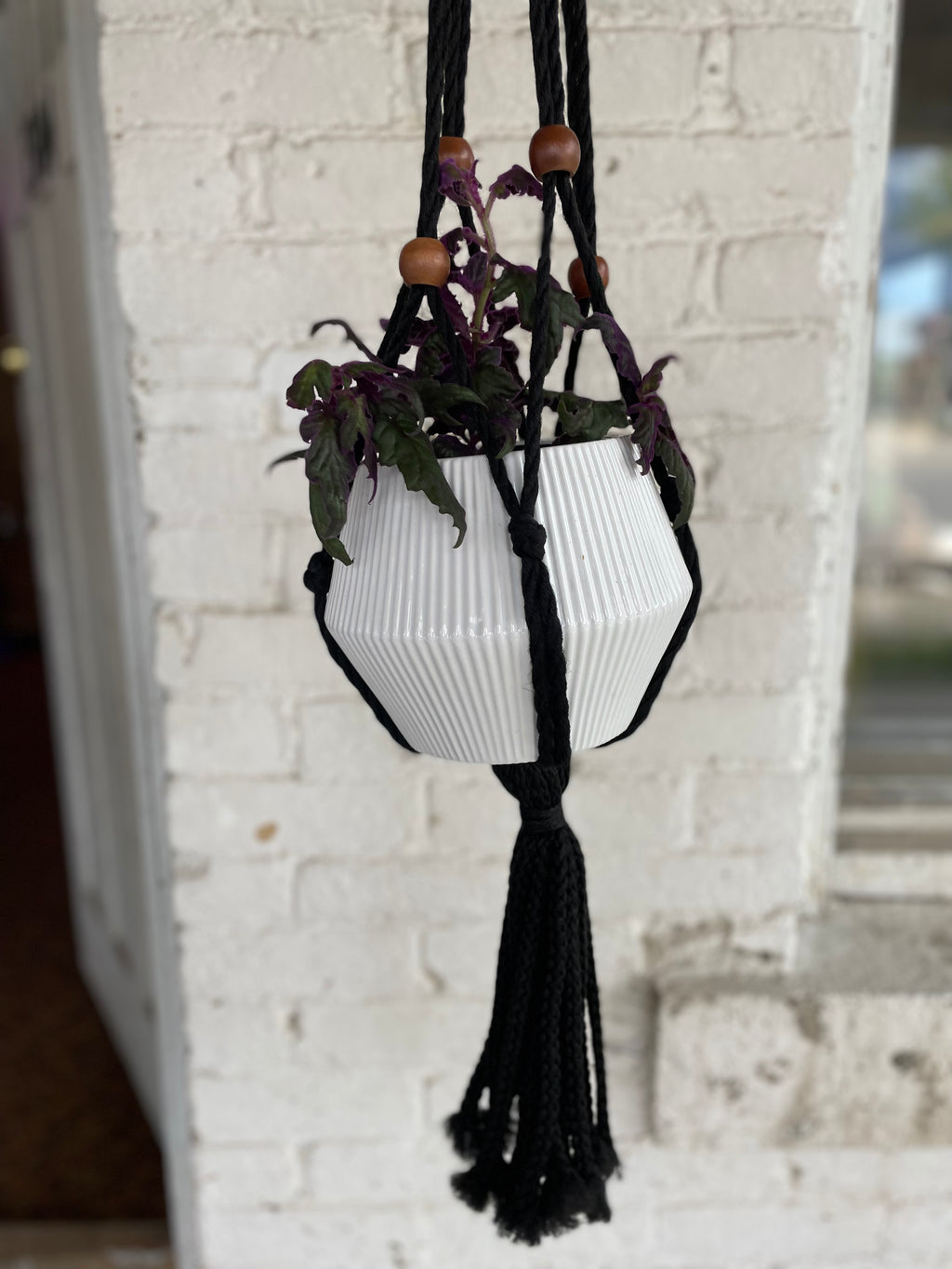 Large hanging white pot with large Purple Passion