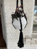 Large hanging white pot with large Purple Passion