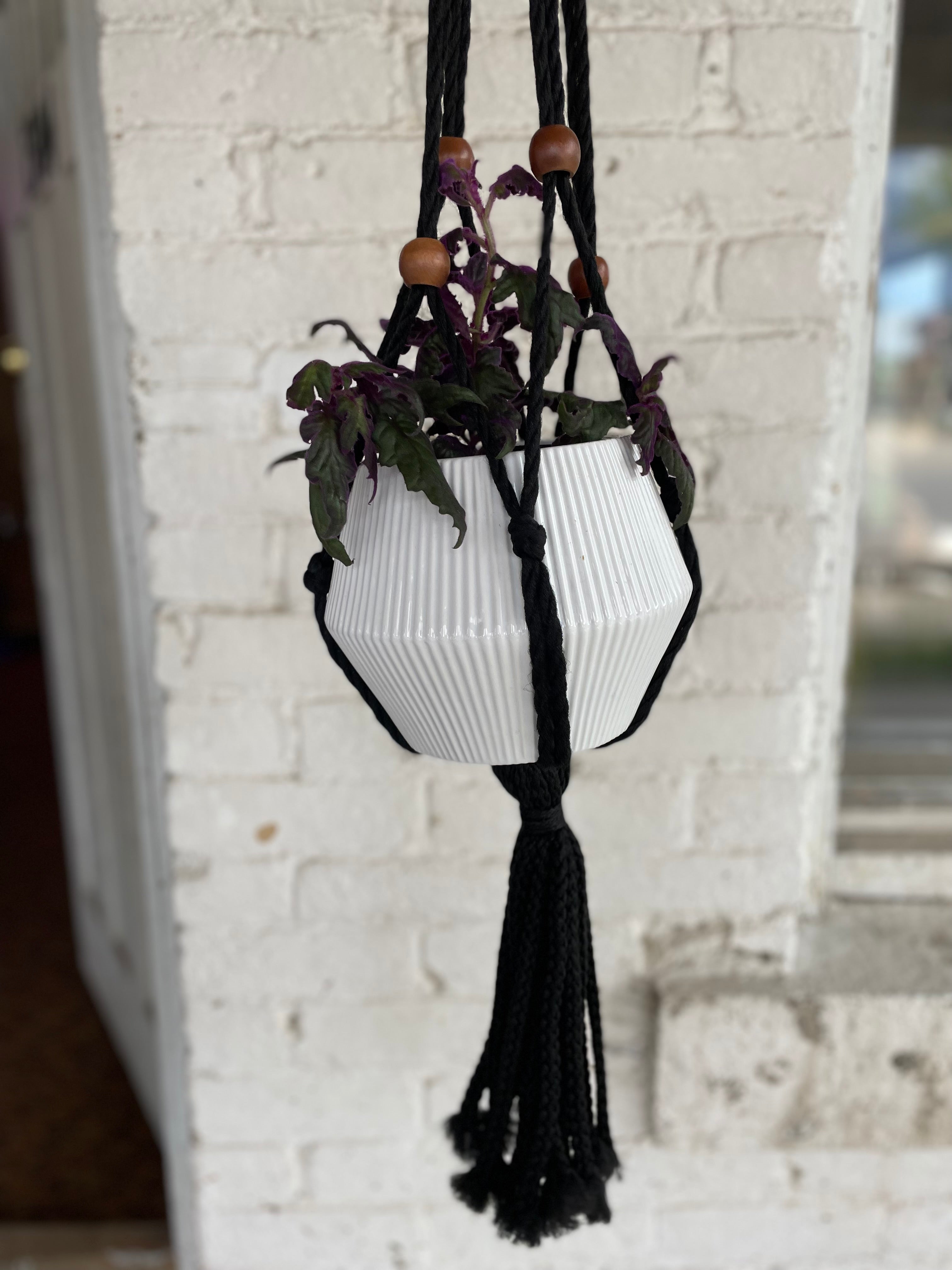 Large hanging white pot with large Purple Passion