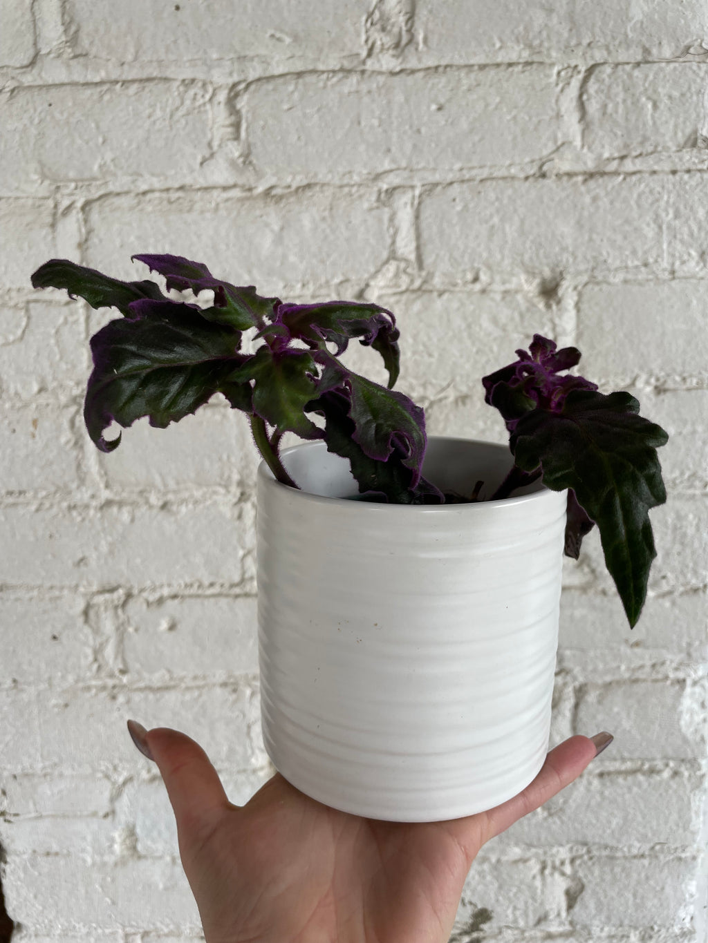 Small white pot with Purple Passion