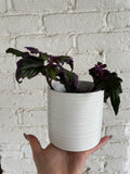 Small white pot with Purple Passion