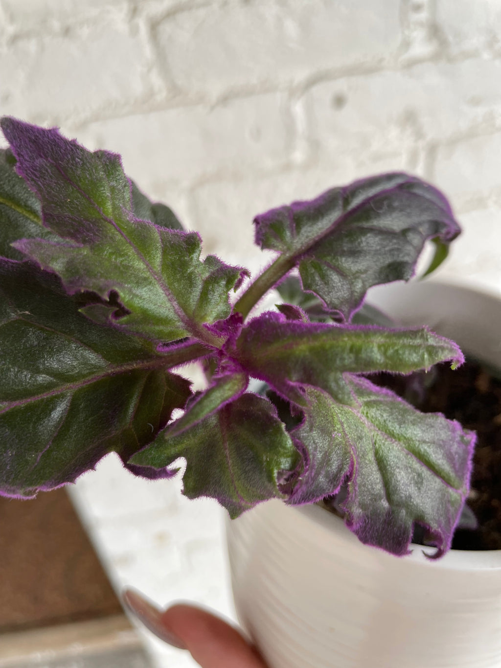 Small white pot with Purple Passion