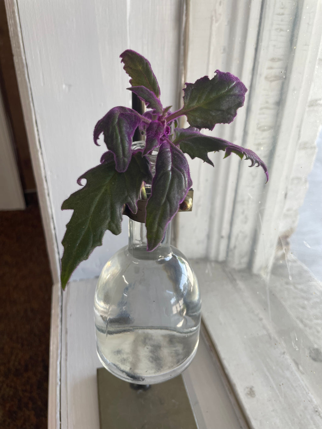 Propagation Station with Purple Passion