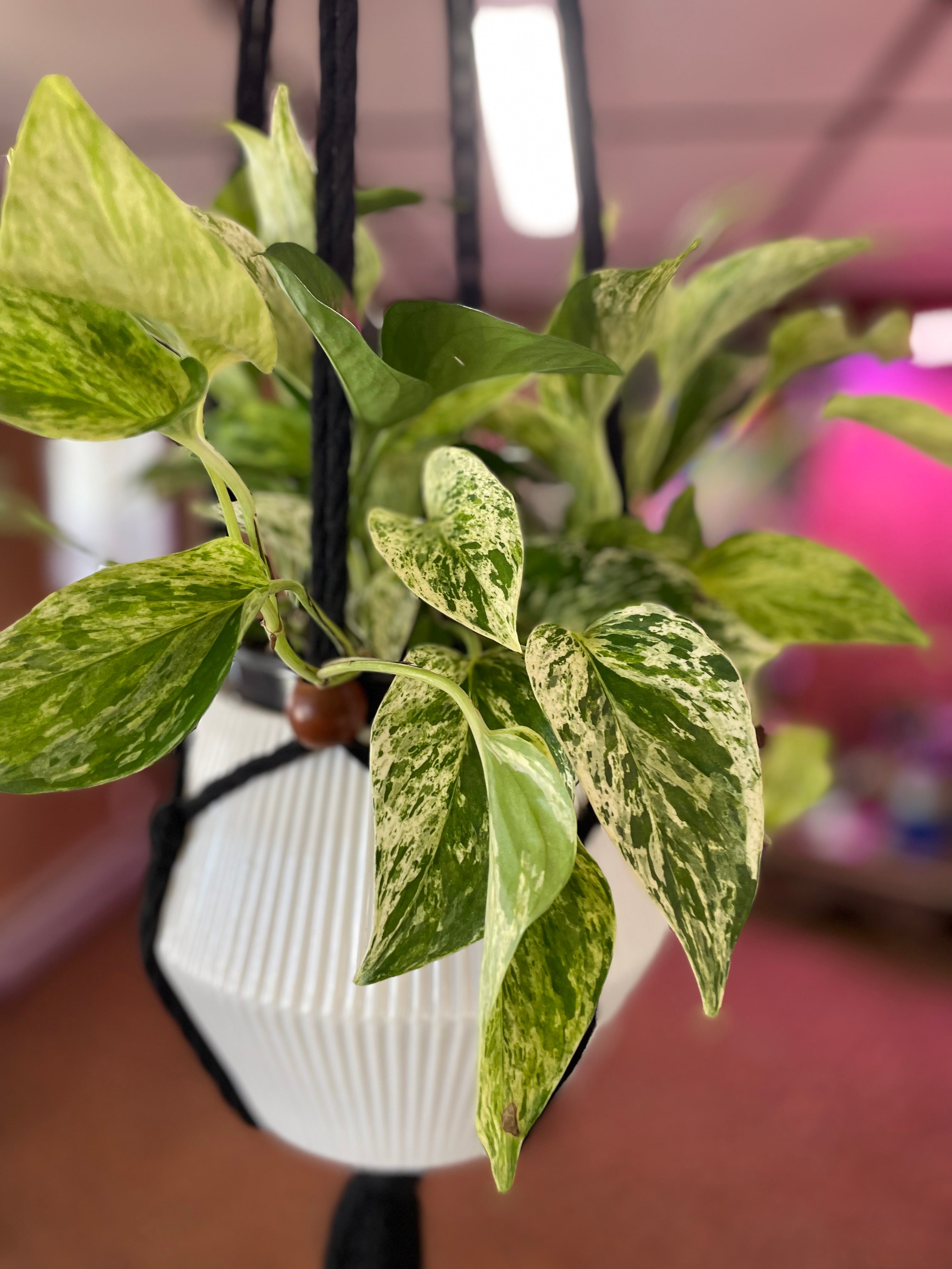 Hanging White Marble Pothos