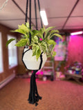 Hanging White Marble Pothos
