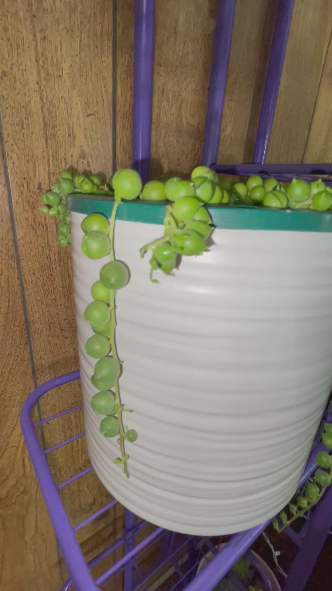 Large String of Pearls